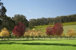 agricultural;agriculture;Australasia;Australia;autuminal;autumn;autumn-colour;autumn-colours;autumnal;blue;Bowral;Centennial-Vineyards;color;colors;colour;colours;country;countryside;crop;crops;cultivation;deciduous;fall;farm;farming;farmland;farms;field;fields;grape;grapes;grapevine;green;horticulture;leaf;leaves;N.S.W.;New-South-Wales;NSW;red;row;rows;rural;season;seasonal;seasons;South-New-South-Wales;Southern-Highlands;Southern-New-South-Wales;tree;trees;vine;vines;vineyard;vineyards;vintage;wine;wineries;winery;wines;yellow