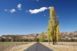 australasia;Australasian;Australia;australian;autuminal;autumn;autumn-colour;autumn-colours;autumnal;Brungle;color;colors;colour;colours;deciduous;driving;fall;Gundagai-_-Tumut-Rd;Gundagai-_-Tumut-Road;Gundagai-Brungle-Rd;Gundagai-Brungle-Road;leaf;leaves;N.S.W.;New-South-Wales;NSW;open-road;open-roads;poplar;poplar-tree;poplar-trees;poplars;road;road-trip;roads;season;seasonal;seasons;South-New-South-Wales;South-West-Slopes;Southern-New-South-Wales;straight;Tarrabandra;transport;transportation;travel;traveling;travelling;tree;trees;trip