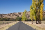 australasia;Australasian;Australia;australian;autuminal;autumn;autumn-colour;autumn-colours;autumnal;Brungle;color;colors;colour;colours;deciduous;driving;fall;Gundagai-_-Tumut-Rd;Gundagai-_-Tumut-Road;Gundagai-Brungle-Rd;Gundagai-Brungle-Road;leaf;leaves;N.S.W.;New-South-Wales;NSW;open-road;open-roads;poplar;poplar-tree;poplar-trees;poplars;road;road-trip;roads;season;seasonal;seasons;South-New-South-Wales;South-West-Slopes;Southern-New-South-Wales;straight;Tarrabandra;transport;transportation;travel;traveling;travelling;tree;trees;trip