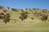 agricultural;agriculture;australasia;Australasian;Australia;australian;country;countryside;cow;cows;crop;crops;farm;farming;farmland;farms;field;fields;Gundagai-_-Tumut-Rd;Gundagai-_-Tumut-Road;horticulture;meadow;meadows;N.S.W.;New-South-Wales;NSW;paddock;paddocks;pasture;pastures;rural;South-New-South-Wales;Southern-New-South-Wales
