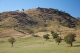 agricultural;agriculture;australasia;Australasian;Australia;australian;Brungle;country;countryside;cow;cows;crop;crops;farm;farming;farmland;farms;field;fields;Gundagai-_-Tumut-Rd;Gundagai-_-Tumut-Road;horticulture;meadow;meadows;N.S.W.;New-South-Wales;NSW;paddock;paddocks;pasture;pastures;rural;South-New-South-Wales;Southern-New-South-Wales