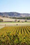 agricultural;agriculture;australasia;Australasian;Australia;australian;autuminal;autumn;autumn-colour;autumn-colours;autumnal;Brungle;color;colors;colour;colours;country;countryside;crop;crops;cultivation;deciduous;fall;farm;farming;farmland;farms;field;fields;grape;grapes;grapevine;Gundagai-_-Tumut-Rd;Gundagai-_-Tumut-Road;horticulture;leaf;leaves;N.S.W.;New-South-Wales;NSW;row;rows;rural;season;seasonal;seasons;South-New-South-Wales;Southern-New-South-Wales;vine;vines;vineyard;vineyards;vintage;wine;wineries;winery;wines