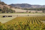 agricultural;agriculture;australasia;Australasian;Australia;australian;autuminal;autumn;autumn-colour;autumn-colours;autumnal;Brungle;color;colors;colour;colours;country;countryside;crop;crops;cultivation;deciduous;fall;farm;farming;farmland;farms;field;fields;grape;grapes;grapevine;Gundagai-_-Tumut-Rd;Gundagai-_-Tumut-Road;horticulture;leaf;leaves;N.S.W.;New-South-Wales;NSW;row;rows;rural;season;seasonal;seasons;South-New-South-Wales;Southern-New-South-Wales;vine;vines;vineyard;vineyards;vintage;wine;wineries;winery;wines