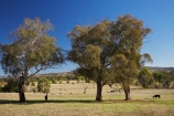 agricultural;agriculture;animal;animals;australasia;Australasian;Australia;australian;Bombowlee;country;countryside;eucalypt;eucalypts;eucalyptus;eucalytis;farm;farming;farmland;farms;field;fields;gum;gum-tree;gum-trees;gums;Gundagai-_-Tumut-Rd;Gundagai-_-Tumut-Road;horse;horses;horticulture;mammal;mammals;meadow;meadows;N.S.W.;New-South-Wales;NSW;paddock;paddocks;pasture;pastures;rural;South-New-South-Wales;Southern-New-South-Wales;tree;trees