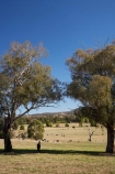 agricultural;agriculture;animal;animals;australasia;Australasian;Australia;australian;Bombowlee;country;countryside;eucalypt;eucalypts;eucalyptus;eucalytis;farm;farming;farmland;farms;field;fields;gum;gum-tree;gum-trees;gums;Gundagai-_-Tumut-Rd;Gundagai-_-Tumut-Road;horse;horses;horticulture;mammal;mammals;meadow;meadows;N.S.W.;New-South-Wales;NSW;paddock;paddocks;pasture;pastures;rural;South-New-South-Wales;Southern-New-South-Wales;tree;trees