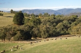 agricultural;agriculture;animal;animals;australasia;Australasian;Australia;australian;Batlow;cattle;country;countryside;cow;cows;farm;farming;farmland;farms;field;fields;horticulture;mammal;mammals;meadow;meadows;N.S.W.;New-South-Wales;NSW;paddock;paddocks;pasture;pastures;rural;Snowy-Mountains;Snowy-Mountains-Drive;South-New-South-Wales;South-West-Slopes;Southern-New-South-Wales;stock
