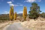 australasia;Australasian;Australia;australian;autuminal;autumn;autumn-colour;autumn-colours;autumnal;color;colors;colour;colours;countryside;deciduous;fall;gravel-road;gravel-roads;Kosciuszko-N.P.;Kosciuszko-National-Park;Kosciuszko-NP;leaf;leaves;metal-road;metal-roads;metalled-road;metalled-roads;N.S.W.;New-South-Wales;NSW;poplar;poplar-tree;poplar-trees;poplars;road;roads;rural;season;seasonal;seasons;Snowy-Mountains;Snowy-Mountains-Drive;Snowy-Mountains-Highway;South-New-South-Wales;Southern-New-South-Wales;tree;trees;Yarrangobilly-Village