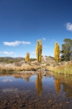 australasia;Australasian;Australia;australian;autuminal;autumn;autumn-colour;autumn-colours;autumnal;brook;brooks;calm;color;colors;colour;colours;creek;creeks;deciduous;fall;flow;Kosciuszko-N.P.;Kosciuszko-National-Park;Kosciuszko-NP;leaf;leaves;N.S.W.;New-South-Wales;NSW;placid;poplar;poplar-tree;poplar-trees;poplars;quiet;reflection;reflections;river;rivers;season;seasonal;seasons;serene;smooth;Snowy-Mountains;Snowy-Mountains-Drive;Snowy-Mountains-Highway;South-New-South-Wales;Southern-New-South-Wales;still;stream;streams;tranquil;tree;trees;water;wet;Yarrangobilly-River;Yarrangobilly-Village
