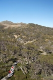 alpine;Australia;boy;boys;Charlotte-Pass;child;children;eucalypt;eucalypts;eucalyptus;eucalytis;families;family;girl;girls;gum;gum-tree;gum-trees;gums;Kangaroo-Ridge;Kosciuszko-N.P.;Kosciuszko-National-Park;Kosciuszko-NP;mountains;N.S.W.;New-South-Wales;NSW;people;person;snow-gum;snow-gums;Snow-Gums-Board-Walk;Snowy-Mountains;South-New-South-Wales;Southern-New-South-Wales;tourism;tourist;tourists;tree;trees;walker;walkers