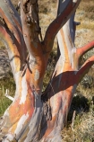 alpine;Australia;bark;eucalypt;eucalypts;eucalyptus;eucalytis;gum;gum-tree;gum-trees;gums;Kosciuszko-N.P.;Kosciuszko-National-Park;Kosciuszko-NP;mountains;N.S.W.;New-South-Wales;NSW;snow-gum;snow-gums;Snowy-Mountains;South-New-South-Wales;Southern-New-South-Wales;tree;trees;trunk;trunks