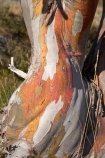 alpine;Australia;bark;eucalypt;eucalypts;eucalyptus;eucalytis;gum;gum-tree;gum-trees;gums;Kosciuszko-N.P.;Kosciuszko-National-Park;Kosciuszko-NP;mountains;N.S.W.;New-South-Wales;NSW;snow-gum;snow-gums;Snowy-Mountains;South-New-South-Wales;Southern-New-South-Wales;tree;trees;trunk;trunks
