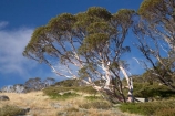 alpine;Australia;eucalypt;eucalypts;eucalyptus;eucalytis;gum;gum-tree;gum-trees;gums;Kosciuszko-N.P.;Kosciuszko-National-Park;Kosciuszko-NP;mountains;N.S.W.;New-South-Wales;NSW;snow-gum;snow-gums;Snowy-Mountains;South-New-South-Wales;Southern-New-South-Wales;tree;trees