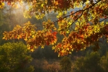 Alpine-Way;Australia;autuminal;autumn;autumn-colour;autumn-colours;autumnal;color;colors;colour;colours;deciduous;fall;Khancoban;leaf;leaves;N.S.W.;New-South-Wales;NSW;oak;oak-tree;oak-trees;oaks;season;seasonal;seasons;Snowy-Mountains;Snowy-Mountains-Drive;South-New-South-Wales;Southern-New-South-Wales;tree;trees
