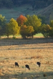 agricultural;agriculture;Alpine-Way;animal;Australia;autuminal;autumn;autumn-colour;autumn-colours;autumnal;color;colors;colour;colours;country;countryside;cow;cows;deciduous;fall;farm;farming;farmland;farms;field;fields;horticulture;Khancoban;leaf;leaves;meadow;meadows;N.S.W.;New-South-Wales;NSW;paddock;paddocks;pasture;pastures;rural;season;seasonal;seasons;Snowy-Mountains;Snowy-Mountains-Drive;South-New-South-Wales;Southern-New-South-Wales;stock;tree;trees