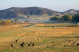 agricultural;agriculture;Alpine-Way;animal;Australia;country;countryside;cow;cows;farm;farming;farmland;farms;field;fields;horticulture;Khancoban;meadow;meadows;N.S.W.;New-South-Wales;NSW;paddock;paddocks;pasture;pastures;rural;Snowy-Mountains;Snowy-Mountains-Drive;South-New-South-Wales;Southern-New-South-Wales
