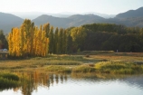 Alpine-Way;Australia;autuminal;autumn;autumn-colour;autumn-colours;autumnal;calm;color;colors;colour;colours;dam;dams;deciduous;fall;Khancoban;Khancoban-Dam;Khancoban-Pondage;Khancoban-Reservoir;lake;lakes;leaf;leaves;N.S.W.;New-South-Wales;NSW;placid;pondage;poplar;poplar-tree;poplar-trees;poplars;quiet;reflection;reflections;reservoir;reservoirs;season;seasonal;seasons;serene;smooth;Snowy-Mountains;Snowy-Mountains-Drive;Snowy-Mountains-Hydro_Electric-Scheme;Snowy-Mountains-Scheme;South-New-South-Wales;Southern-New-South-Wales;still;tranquil;tree;trees;water