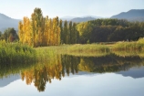 Alpine-Way;Australia;autuminal;autumn;autumn-colour;autumn-colours;autumnal;calm;color;colors;colour;colours;dam;dams;deciduous;fall;Khancoban;Khancoban-Dam;Khancoban-Pondage;Khancoban-Reservoir;lake;lakes;leaf;leaves;N.S.W.;New-South-Wales;NSW;placid;pondage;poplar;poplar-tree;poplar-trees;poplars;quiet;reflection;reflections;reservoir;reservoirs;season;seasonal;seasons;serene;smooth;Snowy-Mountains;Snowy-Mountains-Drive;Snowy-Mountains-Hydro_Electric-Scheme;Snowy-Mountains-Scheme;South-New-South-Wales;Southern-New-South-Wales;still;tranquil;tree;trees;water