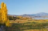 Alpine-Way;Australia;autuminal;autumn;autumn-colour;autumn-colours;autumnal;color;colors;colour;colours;dam;dams;deciduous;fall;Khancoban;Khancoban-Dam;Khancoban-Pondage;Khancoban-Reservoir;lake;lakes;leaf;leaves;N.S.W.;New-South-Wales;NSW;pondage;poplar;poplar-tree;poplar-trees;poplars;reservoir;reservoirs;season;seasonal;seasons;Snowy-Mountains;Snowy-Mountains-Drive;South-New-South-Wales;Southern-New-South-Wales;tree;trees