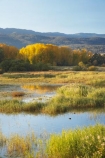Alpine-Way;Australia;autuminal;autumn;autumn-colour;autumn-colours;autumnal;color;colors;colour;colours;dam;dams;deciduous;fall;Khancoban;Khancoban-Dam;Khancoban-Pondage;Khancoban-Reservoir;lake;lakes;leaf;leaves;N.S.W.;New-South-Wales;NSW;pondage;reservoir;reservoirs;season;seasonal;seasons;Snowy-Mountains;Snowy-Mountains-Drive;Snowy-Mountains-Hydro_Electric-Scheme;Snowy-Mountains-Scheme;South-New-South-Wales;Southern-New-South-Wales;tree;trees;water