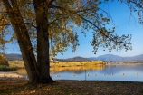 Alpine-Way;Australia;autuminal;autumn;autumn-colour;autumn-colours;autumnal;color;colors;colour;colours;dam;dams;deciduous;fall;Khancoban;Khancoban-Dam;Khancoban-Pondage;Khancoban-Reservoir;lake;lakes;leaf;leaves;N.S.W.;New-South-Wales;NSW;Picnic-Area;picnic-areas;pondage;reservoir;reservoirs;season;seasonal;seasons;Snowy-Mountains;Snowy-Mountains-Drive;Snowy-Mountains-Hydro_Electric-Scheme;Snowy-Mountains-Scheme;South-New-South-Wales;Southern-New-South-Wales;tree;trees;water
