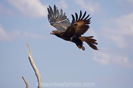 Animal;animals;Aquila-audax;arid;Australasia;Australia;Australian;Australian-Desert;Australian-Deserts;Australian-Outback;avian;back-country;backcountry;Beak;bird;bird-of-prey;bird-watching;bird_watching;birds;birds-of-prey;desert;deserts;eco-tourism;eco_tourism;ecotourism;Fauna;feather;feathers;flight;fly;flying;N.T.;native;Natural;Nature;Northern-Territory;NT;Ornithology;Outback;predator;predators;red-centre;soar;soaring;Stuart-Highway;Wedge-Taikled-Eagle;wild;wildlife;wing;wings