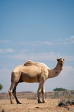 animal;arid;Australasia;Australasian;Australia;Australian;Australian-Desert;Australian-Deserts;Australian-Outback;back-country;backcountry;backwoods;camel;camels;country;countryside;desert;desert-animal;deserts;dromedaries;dromedary;dry;geographic;geography;mammal;mammals;N.T.;Northern-Territory;NT;Outback;red-centre;remote;remoteness;rock;rural;sand;Stuart-Highway;wilderness