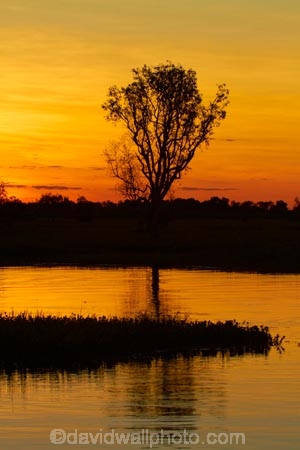 Australia;Australian;billabong;billabongs;dusk;evening;flood-plain;flood-plains;floodplain;floodplains;Gagadju;Gagudju-Dreaming;Kakadu;Kakadu-billabong;Kakadu-billabongs;Kakadu-flood-plain;Kakadu-flood-plains;Kakadu-floodplain;Kakadu-floodplains;Kakadu-N.P.;Kakadu-National-Park;Kakadu-NP;Kakadu-wetland;Kakadu-wetlands;N.T.;national-parks;nightfall;Northern-Territory;NT;orange;sky;sunset;sunsets;Top-End;twilight;UN-world-heritage-area;UN-world-heritage-site;UNESCO-World-Heritage-area;UNESCO-World-Heritage-Site;united-nations-world-heritage-area;united-nations-world-heritage-site;wetland;wetlands;wilderness;wilderness-area;wilderness-areas;world-heritage;world-heritage-area;world-heritage-areas;World-Heritage-Park;World-Heritage-site;World-Heritage-Sites;Yellow-Water;Yellow-Water-Billabong;Yellow-Water-Wetland;Yellow-Water-Wetlands