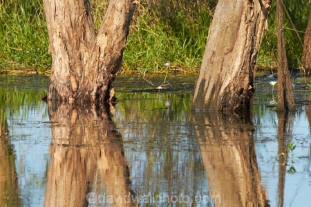 Australia;Australian;billabong;billabongs;calm;flood-plain;flood-plains;floodplain;floodplains;Gagadju;Gagudju-Dreaming;Kakadu;Kakadu-billabong;Kakadu-billabongs;Kakadu-flood-plain;Kakadu-flood-plains;Kakadu-floodplain;Kakadu-floodplains;Kakadu-N.P.;Kakadu-National-Park;Kakadu-NP;Kakadu-wetland;Kakadu-wetlands;N.T.;national-parks;Northern-Territory;NT;placid;quiet;reflection;reflections;serene;smooth;still;Top-End;tranquil;tree;trees;UN-world-heritage-area;UN-world-heritage-site;UNESCO-World-Heritage-area;UNESCO-World-Heritage-Site;united-nations-world-heritage-area;united-nations-world-heritage-site;water;wetland;wetlands;wilderness;wilderness-area;wilderness-areas;world-heritage;world-heritage-area;world-heritage-areas;World-Heritage-Park;World-Heritage-site;World-Heritage-Sites;Yellow-Water;Yellow-Water-Billabong;Yellow-Water-Wetland;Yellow-Water-Wetlands
