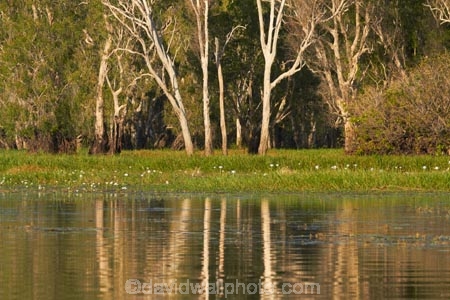 Australia;Australian;billabong;billabongs;calm;flood-plain;flood-plains;floodplain;floodplains;Gagadju;Gagudju-Dreaming;Kakadu;Kakadu-billabong;Kakadu-billabongs;Kakadu-flood-plain;Kakadu-flood-plains;Kakadu-floodplain;Kakadu-floodplains;Kakadu-N.P.;Kakadu-National-Park;Kakadu-NP;Kakadu-wetland;Kakadu-wetlands;N.T.;national-parks;Northern-Territory;NT;placid;quiet;reflection;reflections;serene;smooth;still;Top-End;tranquil;tree;trees;UN-world-heritage-area;UN-world-heritage-site;UNESCO-World-Heritage-area;UNESCO-World-Heritage-Site;united-nations-world-heritage-area;united-nations-world-heritage-site;water;wetland;wetlands;wilderness;wilderness-area;wilderness-areas;world-heritage;world-heritage-area;world-heritage-areas;World-Heritage-Park;World-Heritage-site;World-Heritage-Sites;Yellow-Water;Yellow-Water-Billabong;Yellow-Water-Wetland;Yellow-Water-Wetlands