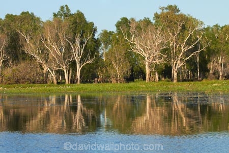 Australia;Australian;billabong;billabongs;calm;flood-plain;flood-plains;floodplain;floodplains;Gagadju;Gagudju-Dreaming;Kakadu;Kakadu-billabong;Kakadu-billabongs;Kakadu-flood-plain;Kakadu-flood-plains;Kakadu-floodplain;Kakadu-floodplains;Kakadu-N.P.;Kakadu-National-Park;Kakadu-NP;Kakadu-wetland;Kakadu-wetlands;N.T.;national-parks;Northern-Territory;NT;placid;quiet;reflection;reflections;serene;smooth;still;Top-End;tranquil;tree;trees;UN-world-heritage-area;UN-world-heritage-site;UNESCO-World-Heritage-area;UNESCO-World-Heritage-Site;united-nations-world-heritage-area;united-nations-world-heritage-site;water;wetland;wetlands;wilderness;wilderness-area;wilderness-areas;world-heritage;world-heritage-area;world-heritage-areas;World-Heritage-Park;World-Heritage-site;World-Heritage-Sites;Yellow-Water;Yellow-Water-Billabong;Yellow-Water-Wetland;Yellow-Water-Wetlands