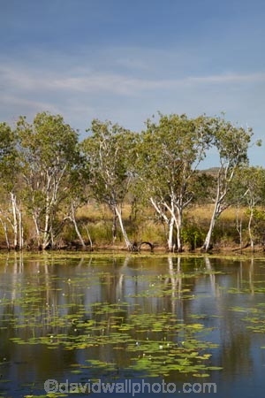 Adelaide-River;Australasia;Australia;dam;dams;lillies;lilly;lilly-pond;lilly-ponds;N.T.;Northern-Territory;NT;pond;ponds;reservoir;reservoirs;Top-End;water