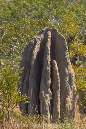 ant-hill;ant-hills;anthill;anthills;Australasia;Australia;Cathedral-mounds;Cathedral-Termite-mounds;Litchfield-N.P.;Litchfield-National-Park;Litchfield-NP;N.T.;Northern-Territory;NT;termitaria;termite-colonies;termite-colony;termite-hill;termite-hills;termite-mound;termite-mounds;termite-nest;termite-nests;Top-End
