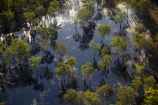 aerial;aerial-photo;aerial-photograph;aerial-photographs;aerial-photography;aerial-photos;aerial-view;aerial-views;aerials;Australia;Australian;billabong;billabongs;eucalypt;eucalypts;eucalyptus;eucalytis;flood-plain;flood-plains;floodplain;floodplains;Gagadju;gum;gum-tree;gum-trees;gums;Kakadu;Kakadu-N.P.;Kakadu-National-Park;Kakadu-NP;N.T.;Northern-Territory;NT;Top-End;tree;trees;UN-world-heritage-area;UN-world-heritage-site;UNESCO-World-Heritage-area;UNESCO-World-Heritage-Site;united-nations-world-heritage-area;united-nations-world-heritage-site;wetland;wetlands;wilderness;wilderness-area;wilderness-areas;world-heritage;world-heritage-area;world-heritage-areas;World-Heritage-Park;World-Heritage-site;World-Heritage-Sites