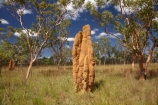 ant-hill;ant-hills;anthill;anthills;Australia;Australian;Cathedral-mounds;Cathedral-Termite-mounds;Gagadju;Kakadu;Kakadu-N.P.;Kakadu-National-Park;Kakadu-NP;N.T.;Northern-Territory;NT;termitaria;termite-colonies;termite-colony;termite-hill;termite-hills;termite-mound;termite-mounds;termite-nest;termite-nests;Top-End;UN-world-heritage-area;UN-world-heritage-site;UNESCO-World-Heritage-area;UNESCO-World-Heritage-Site;united-nations-world-heritage-area;united-nations-world-heritage-site;world-heritage;world-heritage-area;world-heritage-areas;World-Heritage-Park;World-Heritage-site;World-Heritage-Sites