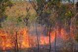 alight;Australasia;Australia;burn;burned;burning;burnoff;burnoffs;burns;burnt;bush-fire;bush-fires;danger;dangerous;destruction;fire;fires;flamable;flame;flames;flaming;grass-fire;grass-fires;Gregory-N.P;Gregory-National-Park;Gregory-NP;heat;hot;Jutpurra-N.P;Jutpurra-National-Park;Jutpurra-NP;N.T.;national-parks;Northern-Territory;NT;on-fire;orange;Top-End;Victoria-Highway;Victoria-River;wild-fire;wild-fires;wildfire;wildfires