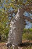 1856;2nd-July-1856;Augustus-Charles-Gregory;Augustus-Gregory;Australasia;Australia;Australian;Australian-Outback;back-country;backcountry;carved-boab;early-explorer;early-explorers;Gregory-Expedition;Gregory-N.P;Gregory-National-Park;Gregory-NP;Gregorys-Tree;Gregorys-Tree;Jutpurra-N.P;Jutpurra-National-Park;Jutpurra-NP;N.T.;national-parks;Northern-Territory;NT;Outback;Top-End;Victoria-Highway;Victoria-River