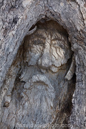 Queensland;Australia;Qld;Australian;Dig-Tree;The-Dig-Tree;Burke-and-Wills-expedition;Burke-and-Wills;Coopers-Creek;Innamincka;Durham;Shire-of-Bulloo;carving;historic;historic-site;heritage;The-Face-Tree;Face-Tree;Burke;John-Dick;1898;face;carving