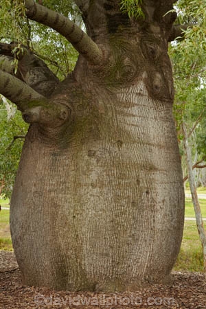 Qld;Queensland;Australia;outback;Australian;Southwest-Queensland;South-West;Queensland;largest-bottle-tree;Roma;Maranoa-Region;South-West-Queensland;Brachychiton-rupestris;narrow_leaved-bottle-tree;Queensland-bottle-tree