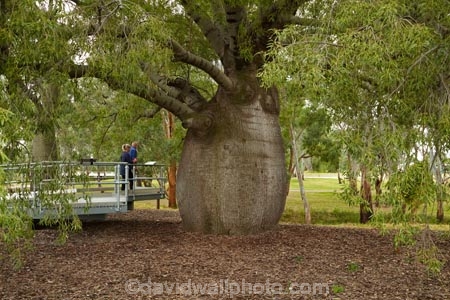 Qld;Queensland;Australia;outback;Australian;Southwest-Queensland;South-West;Queensland;largest-bottle-tree;Roma;Maranoa-Region;South-West-Queensland;Brachychiton-rupestris;narrow_leaved-bottle-tree;Queensland-bottle-tree