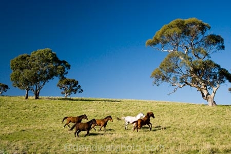 Australasian;Australia;Australian;Barossa-Valley;country;countryside;equestrian;eucalypt;eucalypts;eucalyptus;eucalytis;farm;farming;farmland;farms;field;fields;gum;gum-tree;gum-trees;gums;horse;horse-running;horses;horses-running;meadow;meadows;paddock;paddocks;pasture;pastures;running-horse;running-horses;rural;S.A.;SA;South-Australia;stock;tree;trees