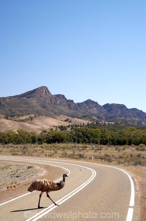 Animal;animals;australasian;Australia;Australian;Australian-Outback;Avian;back-country;backcountry;backwoods;bend;bends;Bird;birds;centre-line;centre-lines;centre_line;centre_lines;centreline;centrelines;corner;corners;danger;dangers;driving;driving-hazard;driving-hazards;Dromaius-novaehollandiae;Emu;emus;Fauna;Flinders-Ranges;Flinders-Ranges-N.P.;Flinders-Ranges-National-Park;Flinders-Ranges-NP;Habitat;hazard;hazards;highway;highways;national-park;national-parks;Natural;Nature;open-road;open-roads;Ornithology;Outback;Outback-Travel;Oz;park;parks;remote;remoteness;road;road-hazard;road-hazards;road-safety;road-trip;roads;S.A.;SA;South-Australia;South-Flinders-Ranges;transport;transportation;travel;traveling;travelling;trip;wild;Wildlife;Wilpena-Pound