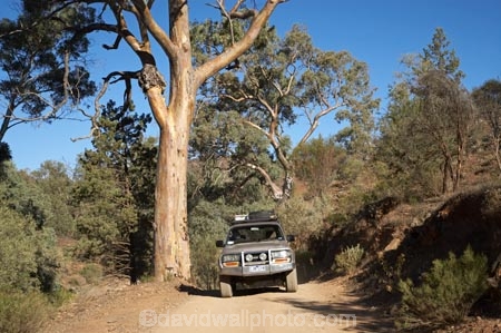 4wd;4wds;4wds;4x4;4x4s;4x4s;Australasian;Australia;Australian;Australian-Outback;back-country;backcountry;backwoods;Bunyeroo-Gorge;Bunyeroo-Valley;countryside;dusty;eucalypt;eucalypts;eucalyptus;eucalytis;Flinders-Ranges;Flinders-Ranges-N.P.;Flinders-Ranges-National-Park;Flinders-Ranges-NP;four-by-four;four-by-fours;four-wheel-drive;four-wheel-drives;gravel-road;gravel-roads;gum;gum-tree;gum-trees;gums;metal-road;metal-roads;metalled-road;metalled-roads;national-park;national-parks;Outback;Outback-Travel;remote;remoteness;road;roads;rural;S.A.;SA;South-Australia;South-Flinders-Ranges;suv;suvs;toyota;toyota-landcruiser;toyota-landcruisers;toyotas;tree;trees;vehicle;vehicles