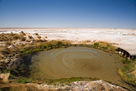 artesian-bore;artesian-bores;artesian-spring;artesian-springs;artesian-water;Australasia;Australasian;Australia;Australian;Australian-Desert;Australian-Deserts;Australian-Outback;back-country;backcountry;backwoods;bore;bores;Bubbler-Springs;country;countryside;desert;Deserts;geographic;geography;mound-spring;mound-springs;natural-spring;natural-springs;oases;oasis;Oodnadatta-Track;Outback;people;person;pond;ponds;red-centre;remote;remoteness;rural;S.A.;SA;South-Australia;spring;springs;The-Bubbler-Mound-Spring;The-Bubbler-Spring;The-Bubbler-Springs;Wabma-Kadarbu-Conservation-Park;water;water-hole;water-holes;wilderness