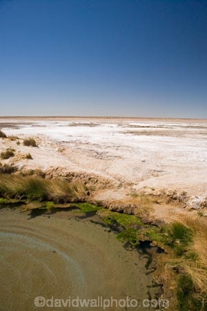 artesian-bore;artesian-bores;artesian-spring;artesian-springs;artesian-water;Australasia;Australasian;Australia;Australian;Australian-Desert;Australian-Deserts;Australian-Outback;back-country;backcountry;backwoods;bore;bores;Bubbler-Springs;country;countryside;desert;Deserts;geographic;geography;mound-spring;mound-springs;natural-spring;natural-springs;oases;oasis;Oodnadatta-Track;Outback;people;person;pond;ponds;red-centre;remote;remoteness;rural;S.A.;SA;South-Australia;spring;springs;The-Bubbler-Mound-Spring;The-Bubbler-Spring;The-Bubbler-Springs;Wabma-Kadarbu-Conservation-Park;water;water-hole;water-holes;wilderness