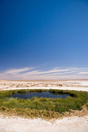 artesian-bore;artesian-bores;artesian-spring;artesian-springs;artesian-water;Australasia;Australasian;Australia;Australian;Australian-Desert;Australian-Deserts;Australian-Outback;back-country;backcountry;backwoods;Blanche-Cup-Mound-Spring;Blanches-Cup-Mound-Spring;bore;bores;country;countryside;desert;Deserts;geographic;geography;green;lush;mound-spring;mound-springs;natural-spring;natural-springs;oases;oasis;Oodnadatta-Track;Outback;people;person;pond;ponds;red-centre;remote;remoteness;rural;S.A.;SA;South-Australia;spring;springs;Wabma-Kadarbu-Conservation-Park;water;water-hole;water-holes;wilderness