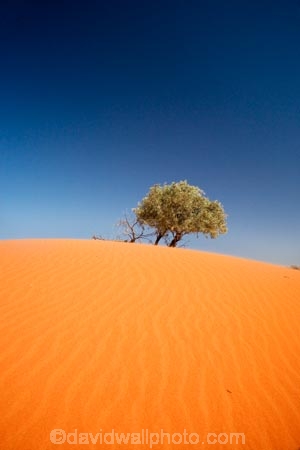 arid;Australasia;Australia;Australian;Australian-Desert;Australian-Deserts;Australian-Outback;back-country;backcountry;backwoods;Bollards-Lagoon-Road;country;countryside;desert;deserts;dry;dune;dunes;geographic;geography;outback;prints;red-centre;remote;remoteness;ripple;ripples;rock;rural;S.A.;SA;sand;sand-dune;sand-dunes;sand-hill;sand-hills;sand-ripple;sand-ripples;sand_dune;sand_dunes;sand_hill;sand_hills;sanddune;sanddunes;sandhill;sandhills;sandy;South-Australia;Strezlecki-Track;Strezleki-Track;Strzelecki-Track;wilderness;wind-ripple;wind-ripples