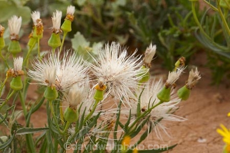 South-Australia;SA;S.A.;Australia;Australian;outback;outback-Australia;Strzeleki-Track;Annual-Yellowtop;Senecio-gregorii;fleshy-groundsel;annual;annuals;flower;flowers;wildflower;wildflowers;wild;seed;seeds;Strzeleki-Desert;desert;deserts;Strzelecki-Track;Strzelecki-Desert