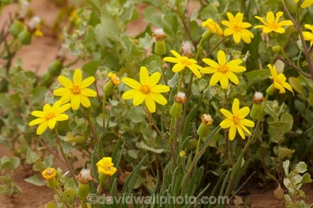 South-Australia;SA;S.A.;Australia;Australian;outback;outback-Australia;Strzeleki-Track;Annual-Yellowtop;Senecio-gregorii;fleshy-groundsel;annual;annuals;flower;flowers;wildflower;wildflowers;wild;Strzeleki-Desert;desert;deserts;yellow;Strzelecki-Track;Strzelecki-Desert