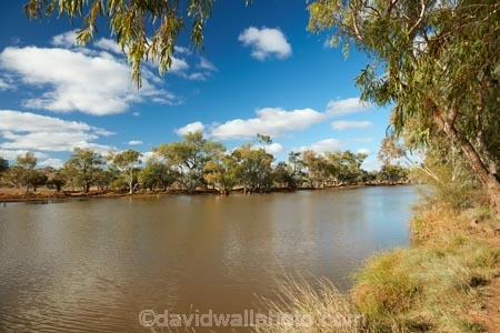 South-Australia;SA;S.A.;Australia;Australian;outback;outback-Australia;South-Australia;SA;S.A.;Australia;Australian;outback;outback-Australia;Eringa-Waterhole;waterhole;gum-tree;gum-trees;eucalyptus;treeswaterholes;oasis;Eringa-Station;South-Australia;SA;S.A.;Australia;Australian;outback;outback-Australia;South-Australia;SA;S.A.;Australia;Australian;outback;outback-Australia;Eringa-Waterhole;waterhole;cow;Mt-Dare-Rd;Mount-Dare-Road;cows;cattle;drinking;water