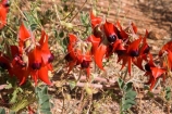 Australasian;Australia;Australian;Australian-Flower;Australian-Flowers;Australian-Outback;Clianthus-formosus;Desert-Flower;Desert-Flowers;Emblem-of-South-Australia;flower;flowers;native-flower;Outback;red;S.A.;SA;South-Australia;Stuart-Highway;Sturt-Pea;Sturts-Desert-Pea;Swainsona;Swainsona-formosa